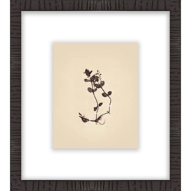 Botanical II Wall Art 16.00" x 18.00"