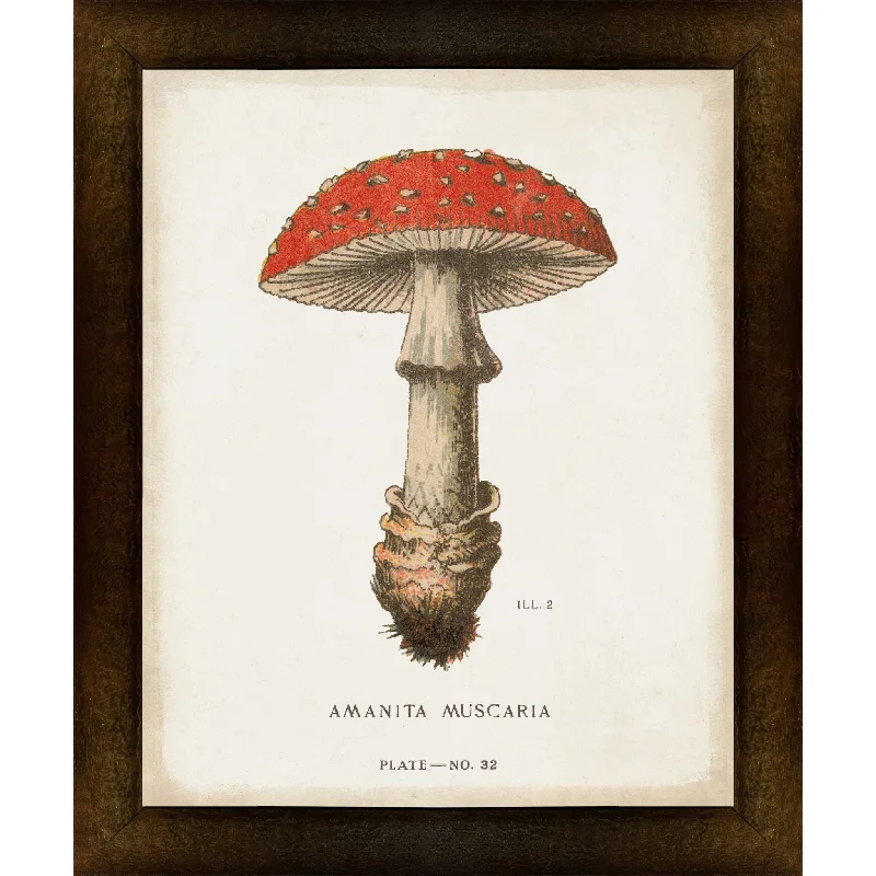 Mushroom Study II Wall Art 9.00" x 11.00"