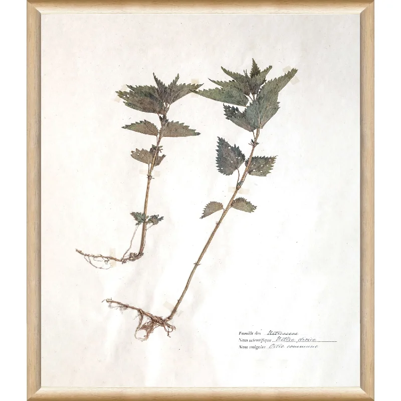 Urtica Dioica Wall Art 13.00" x 15.00"