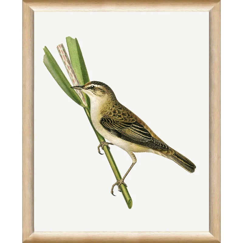 Vintage Bird IV Wall Art 9.00" x 11.00"